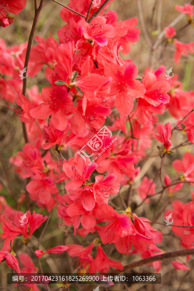 杜鵑花