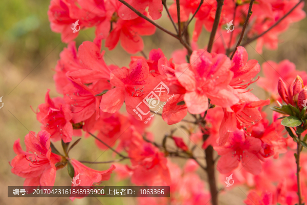 杜鵑花