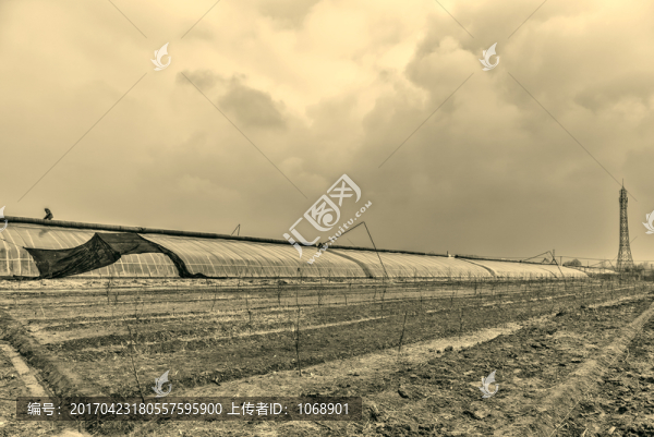 綠洲采摘園