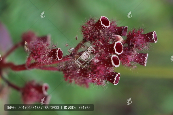 綠色植物