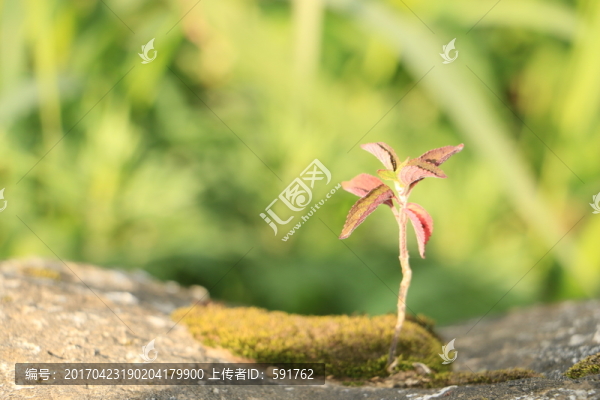 植物