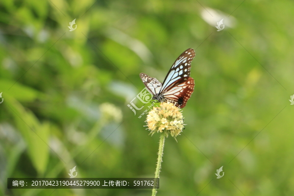 蝴蝶