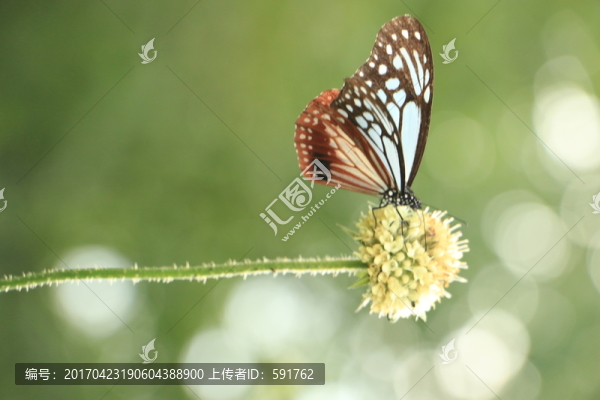 蝴蝶