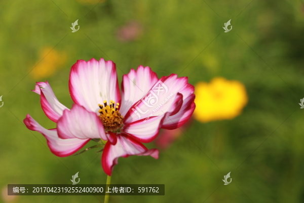 格?；? title=
