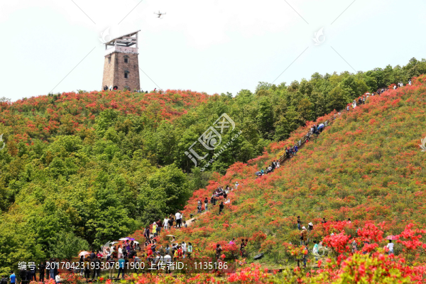 紅花綠樹(shù)