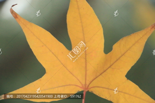 秋天紅葉