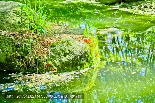 池塘小景