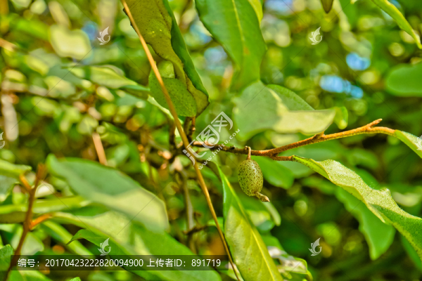 羊奶果