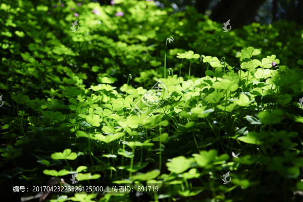 斑駁光影下的草地