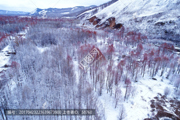 內(nèi)雪后紅柳雪景,航拍