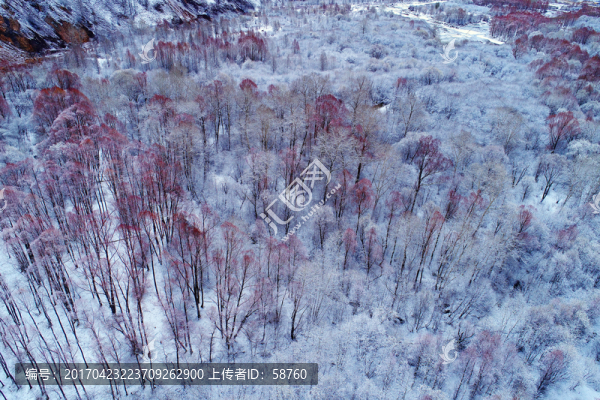 雪后柳林雪景