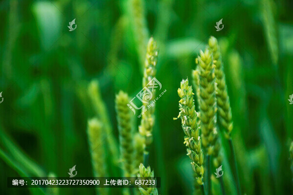 小麥麥穗