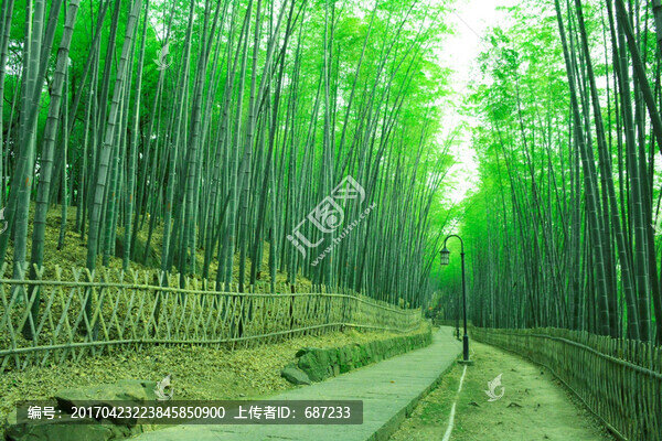 竹林竹子