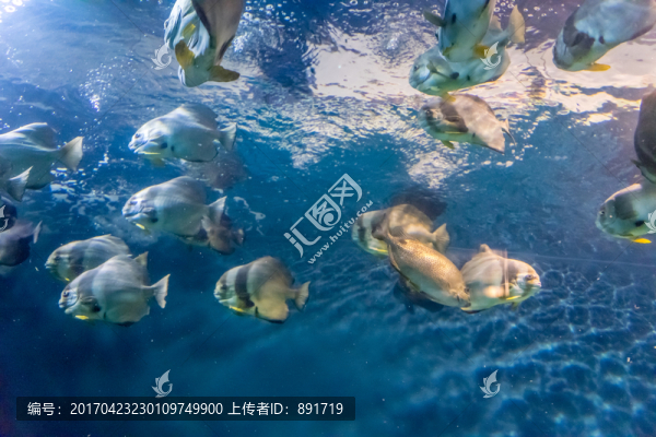 海底世界,深海魚群