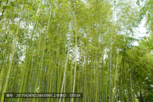 竹林