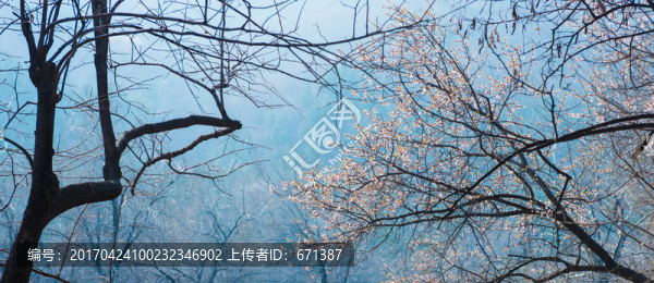 山前的桃花