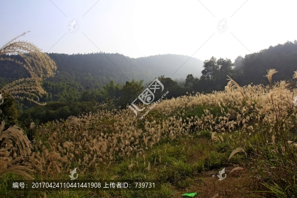 池九鳳瑤