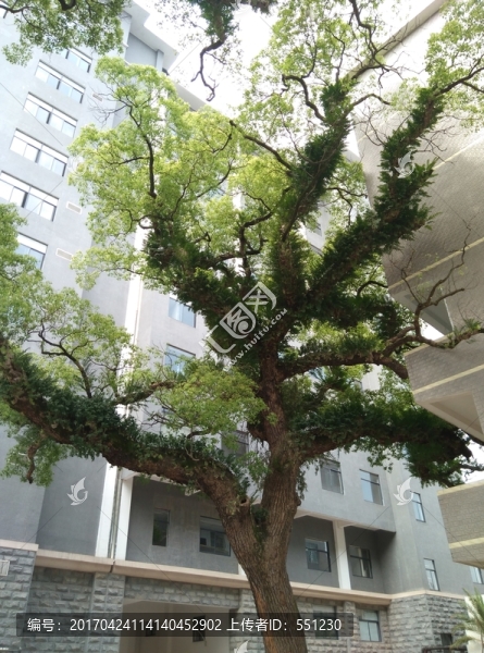 珍稀鴛鴦樹