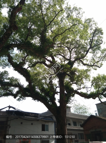 珍稀鴛鴦樹