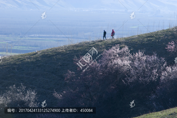 野杏樹