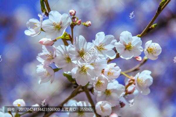 櫻花