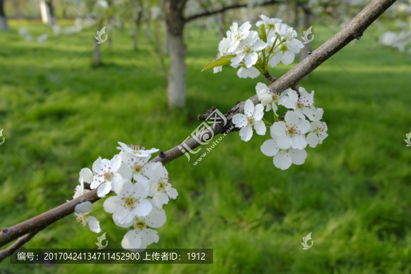 梨花