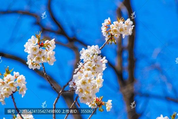 櫻花