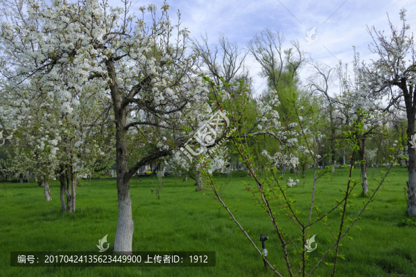 梨樹,梨花