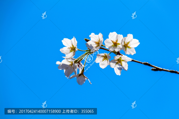 櫻花