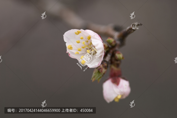 紅杏枝頭春意鬧