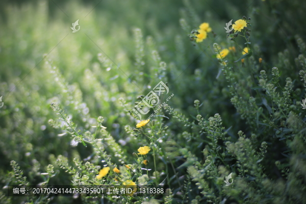 路邊綠化花草