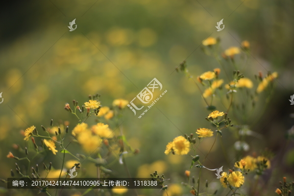 路邊黃色野花大光圈背景虛化