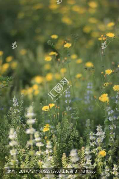 路邊綠地野花白色黃色草地