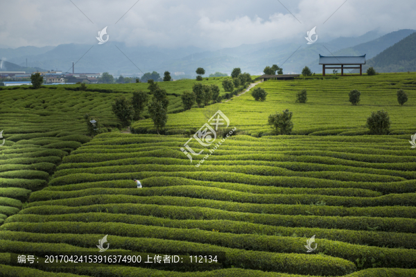 茶園風光