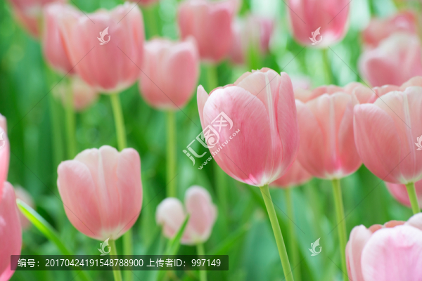 郁金香