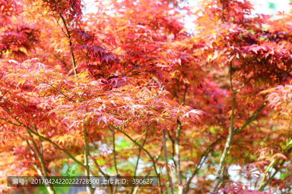 紅葉背景
