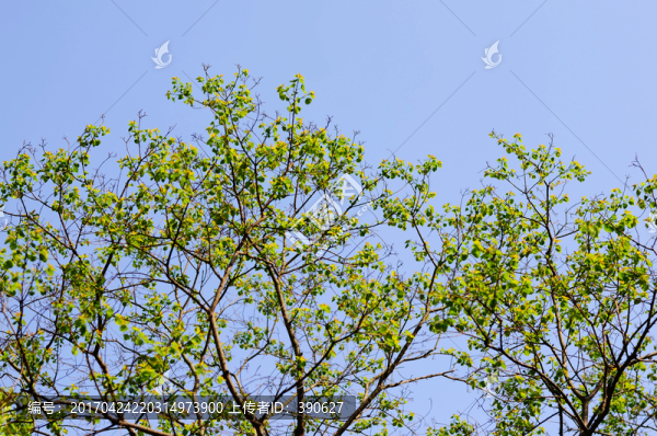 樹枝天空