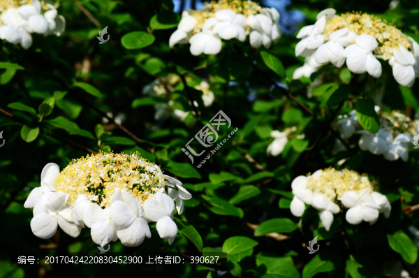 鮮花綠葉背景