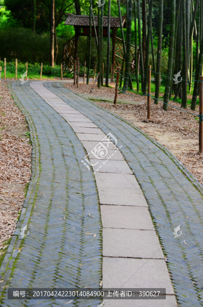 竹林里的小路