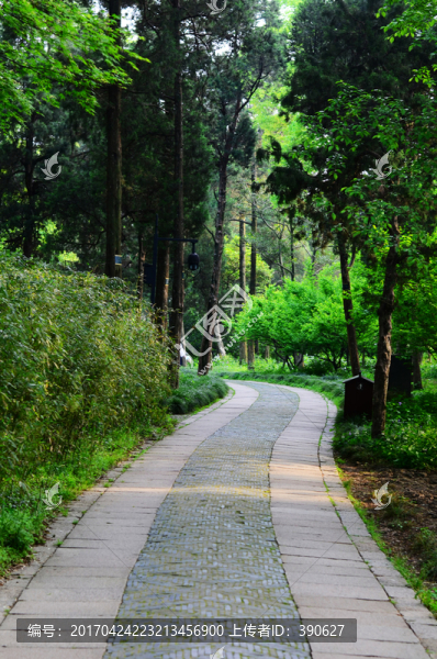 樹林小路