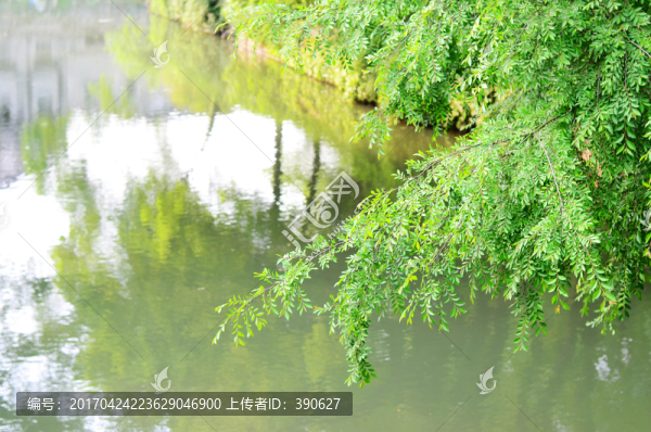 河面上的綠葉