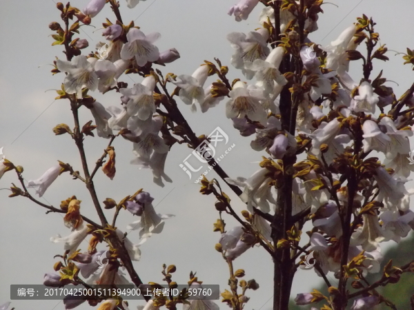 山花開得艷