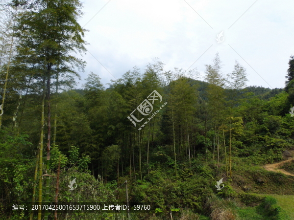 竹林風(fēng)景