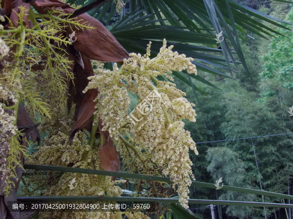 棕樹花