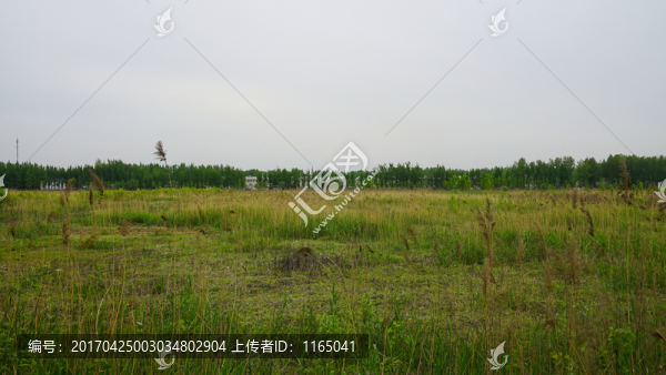 沼澤濕地,蘆葦,草地