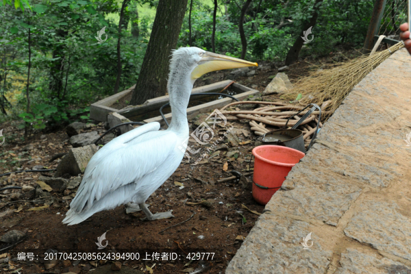 鵜鶘,,動(dòng)物園鳥
