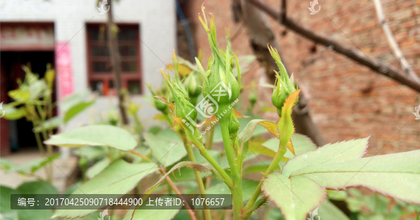 綠葉襯托月季花骨朵
