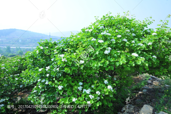 山楂花,,山楂樹