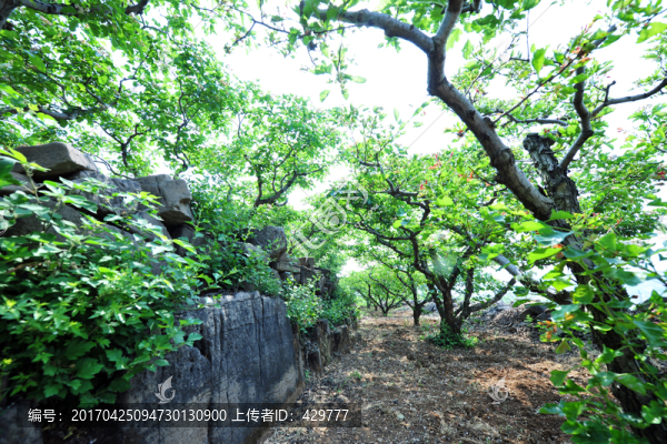大山果園,,樹林