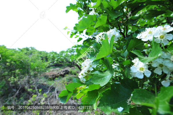 白色山楂花